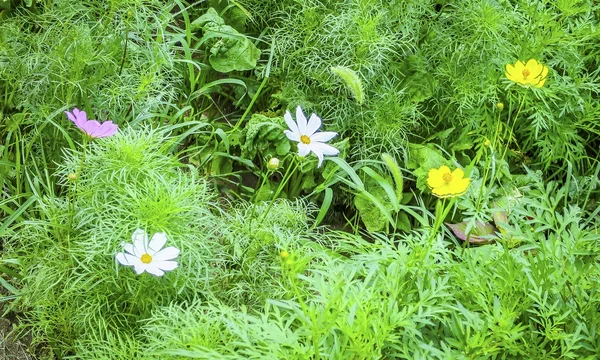 投稿：盛夏の昭和記念公園の花々~３色コスモス