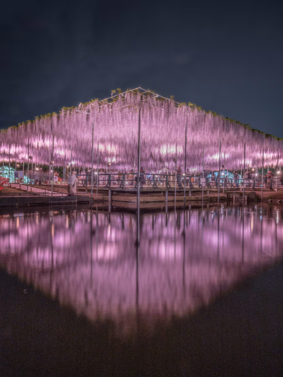 投稿写真：reflection あしかがフラワーパーク