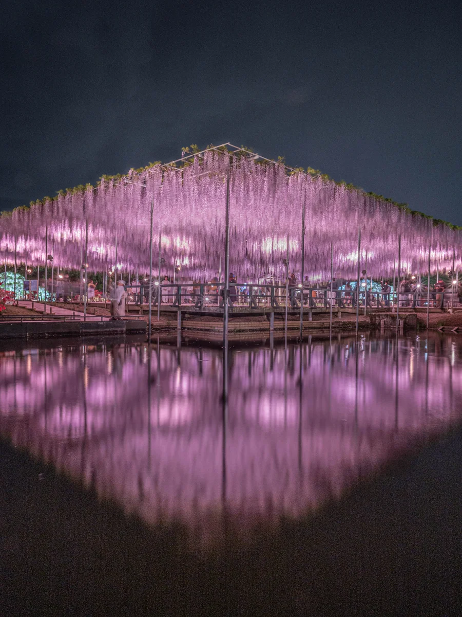 投稿写真：reflection あしかがフラワーパーク