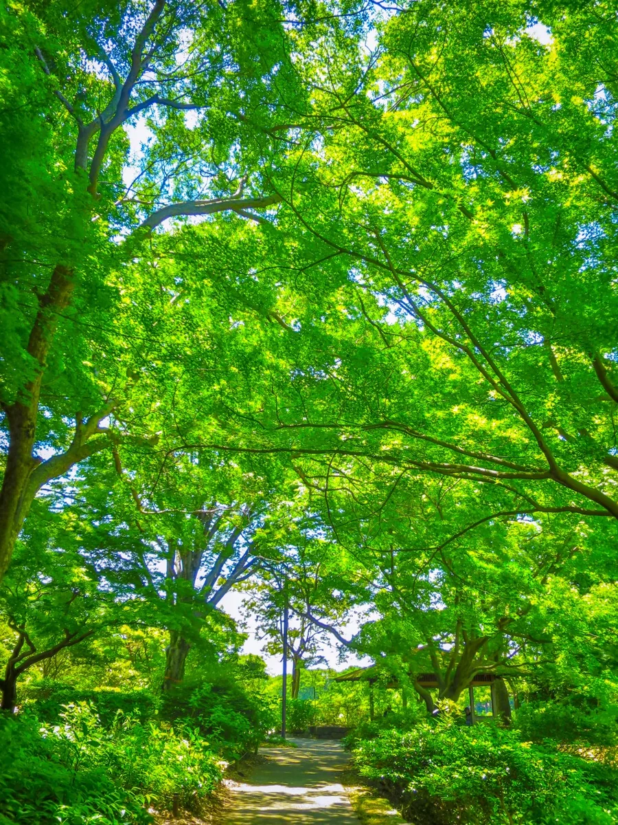 投稿写真：青モミジのトンネル