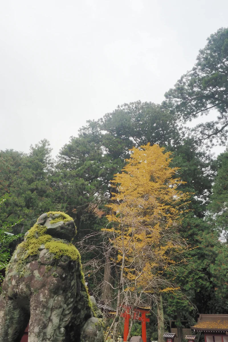 投稿写真：箱根神社　秋の風景