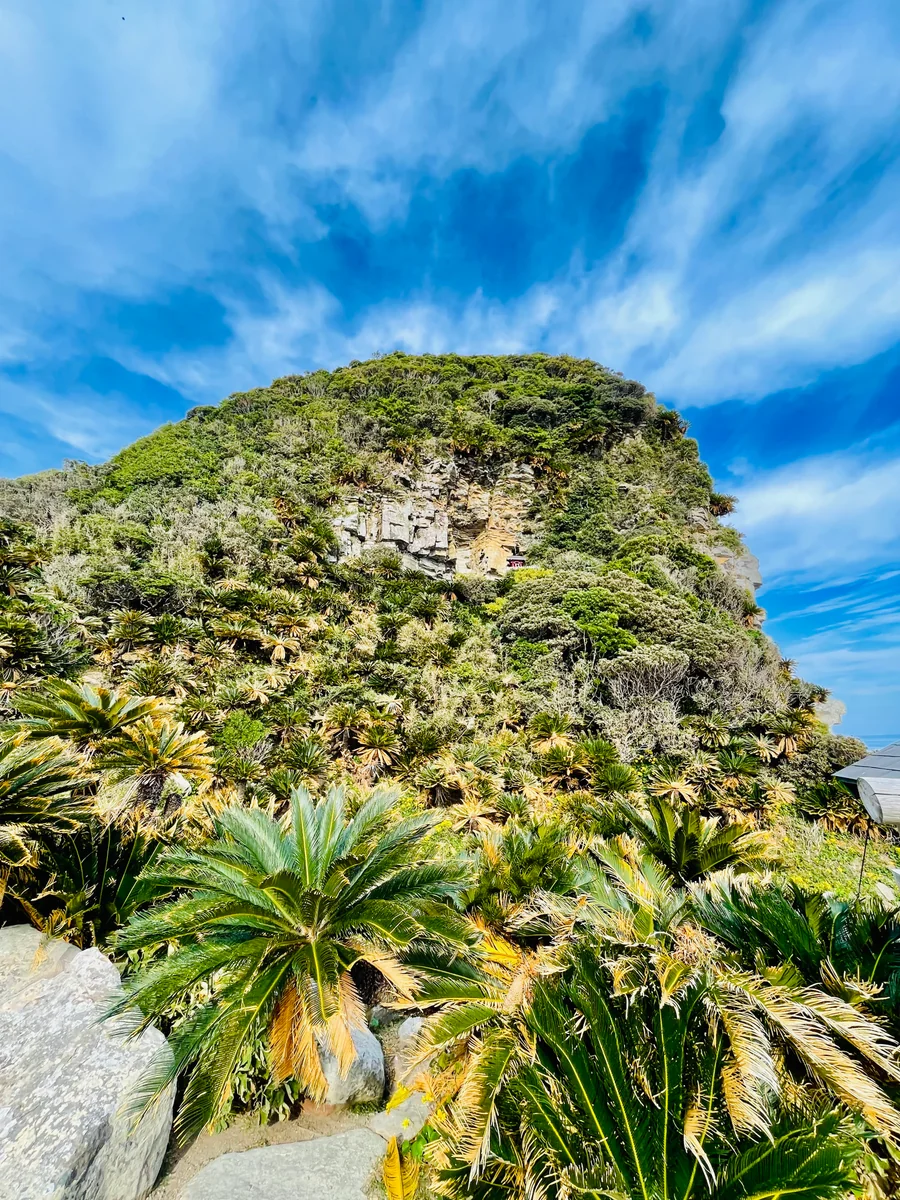投稿写真：ソテツの山と岩盤神社