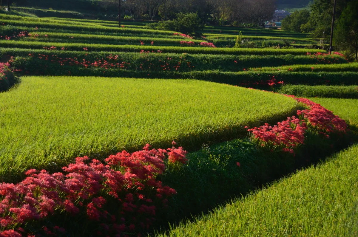 投稿写真：棚田　秋の穂と彼岸花