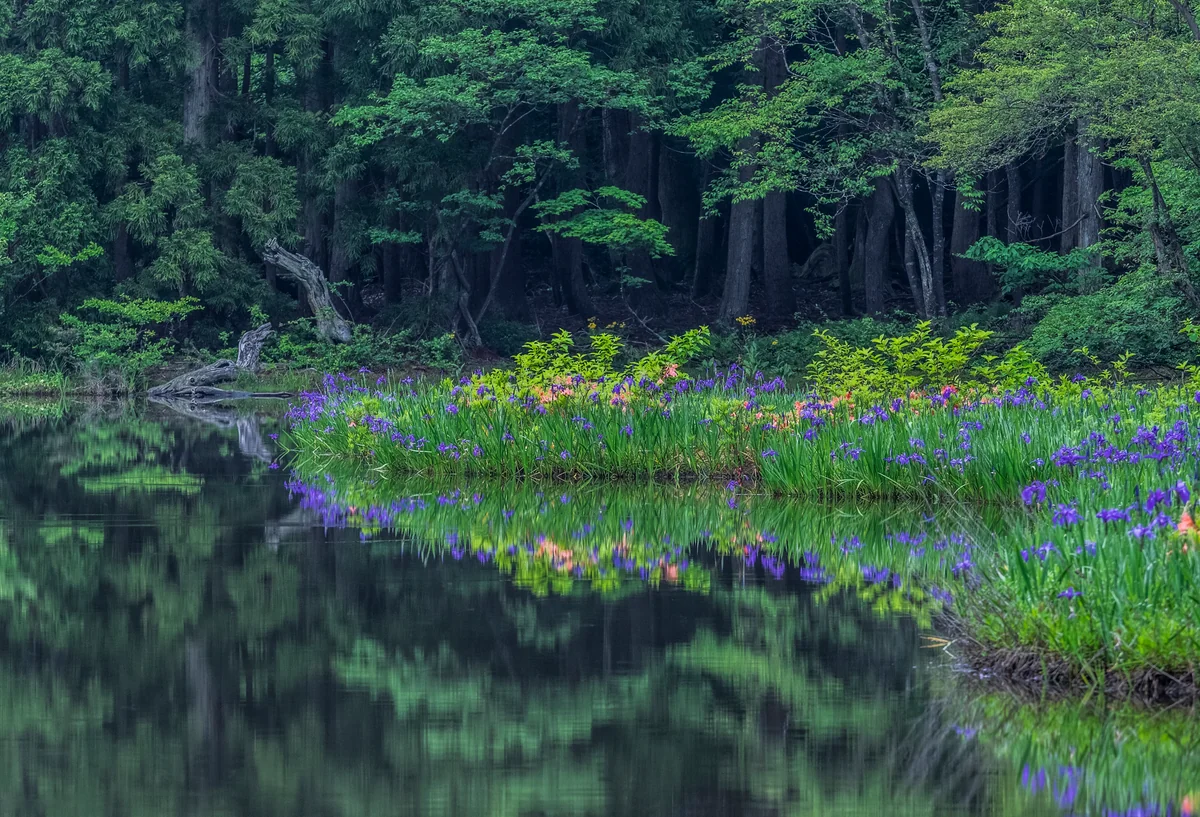 投稿写真：静寂なる湿原