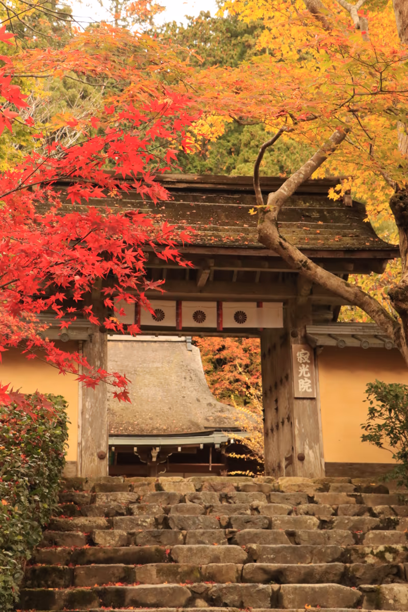 投稿写真：寂光院の紅葉