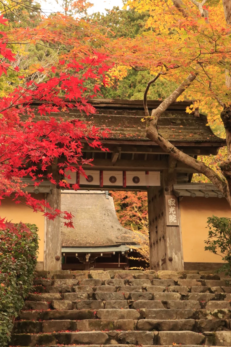 投稿写真：寂光院の紅葉