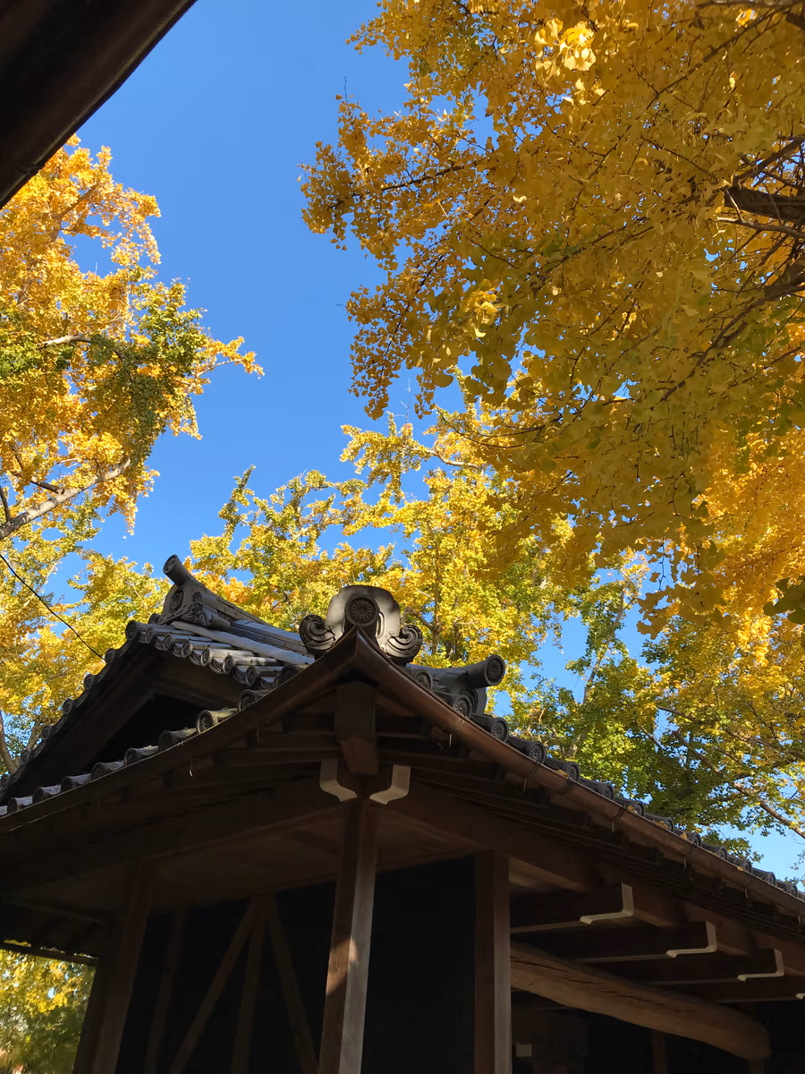 投稿写真：イチョウ