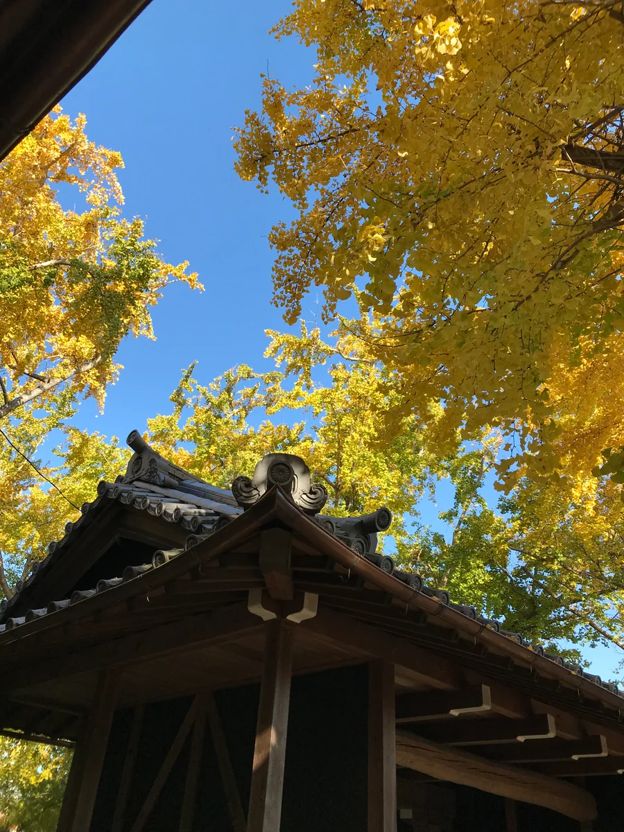 投稿写真：イチョウ