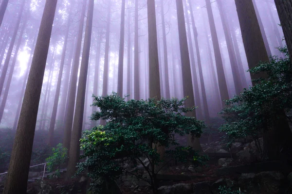 投稿：霧中の霧島ホテルの杉
