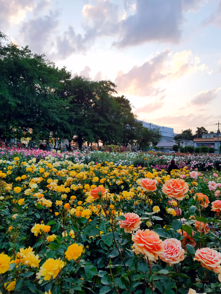 投稿：与野公園　2021薔薇　夕暮れ散策