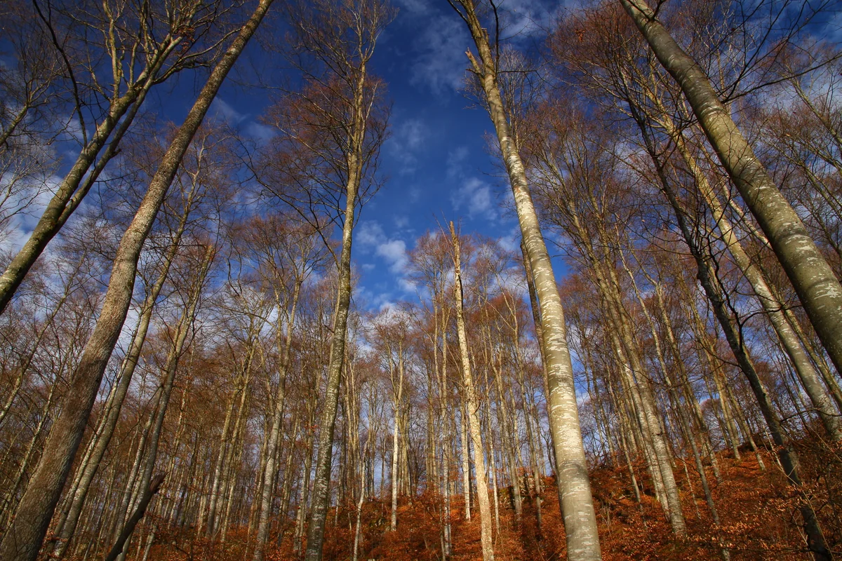 投稿写真：リヒテンシュタイン城への道