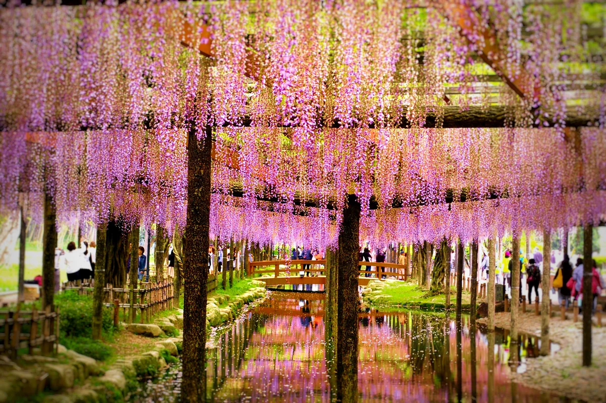 投稿写真：藤棚