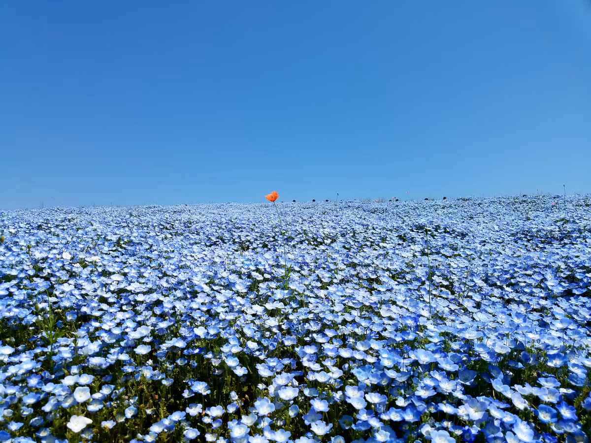 投稿写真：ひたちなか海浜公園