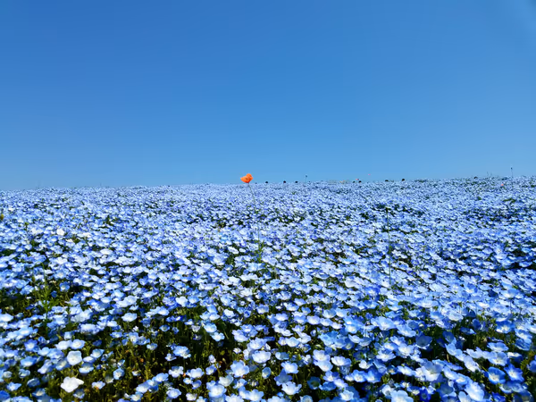 投稿：ひたちなか海浜公園