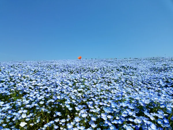 投稿：ひたちなか海浜公園