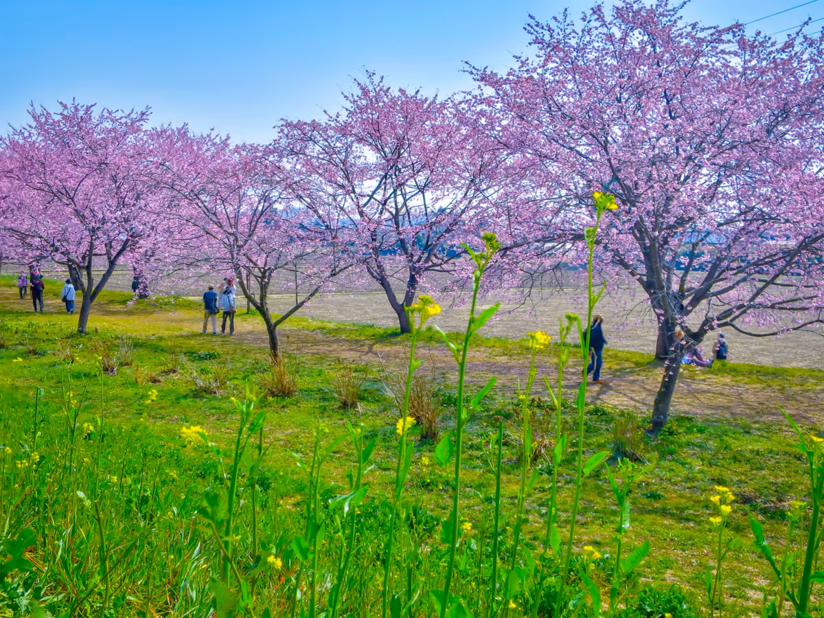 投稿写真：安行寒桜と菜の花