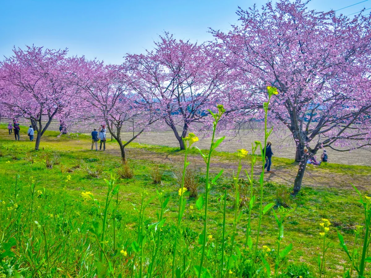 投稿写真：安行寒桜と菜の花
