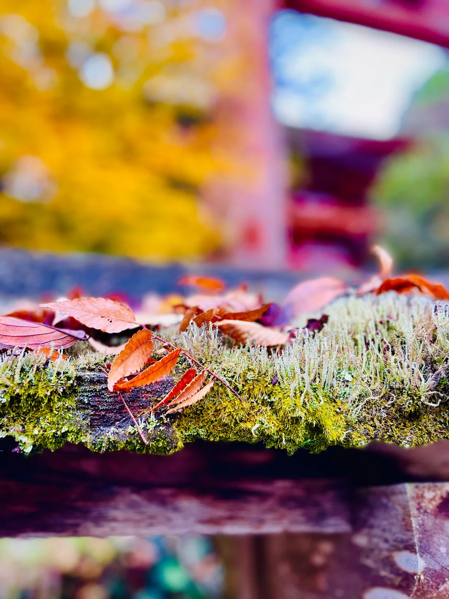 投稿写真：奈良吉野の片隅に