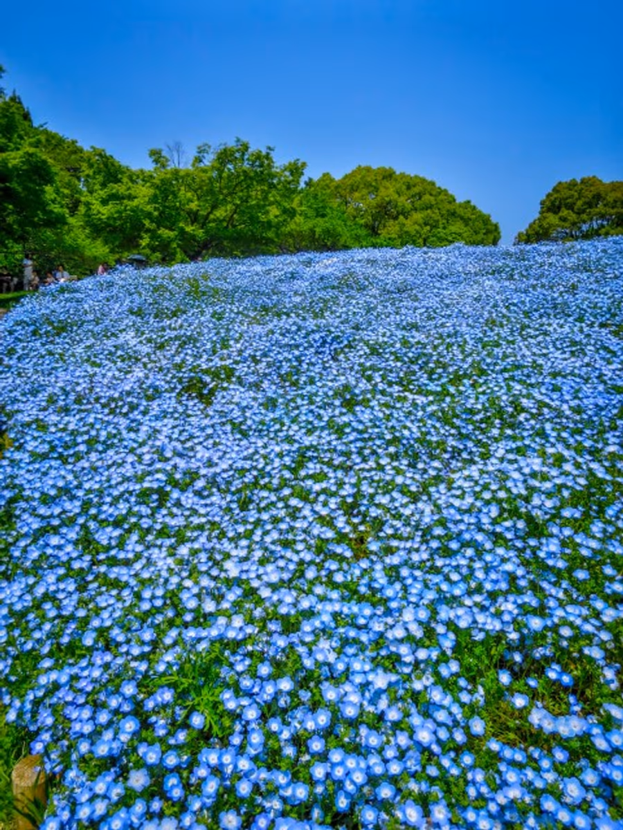 投稿写真：Flower Festival 2023~ネモフィラ