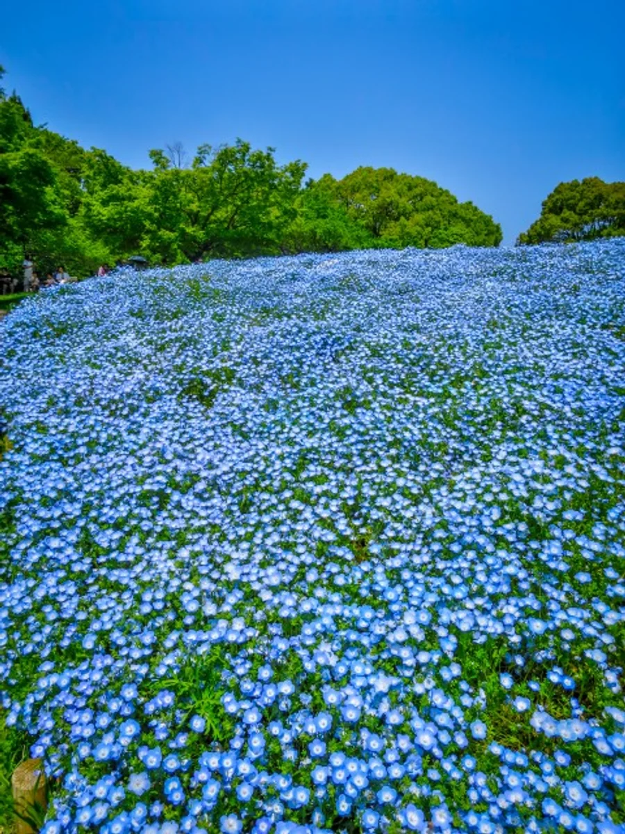 投稿写真：Flower Festival 2023~ネモフィラ