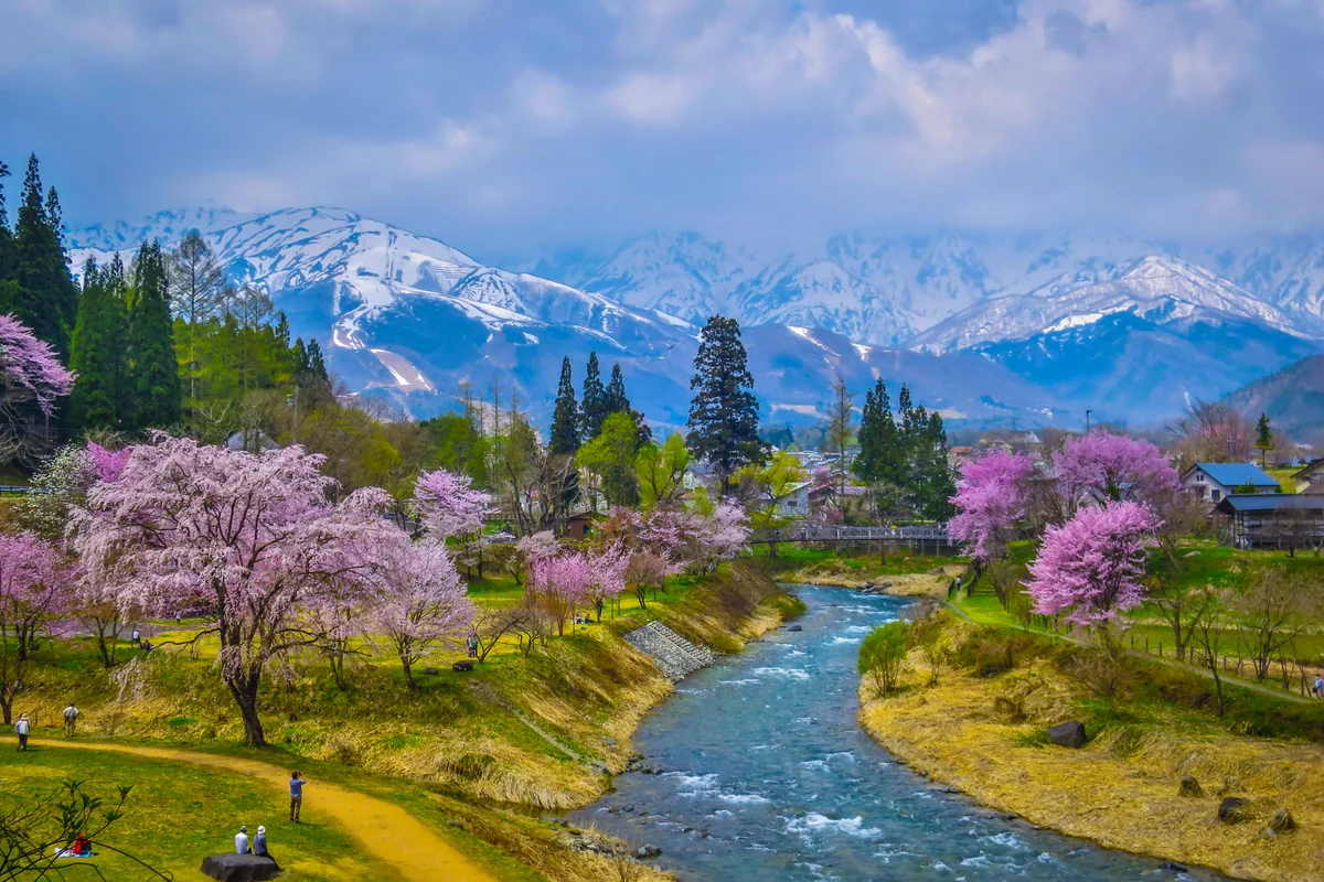 投稿写真：姫川の流れと大出公園の桜