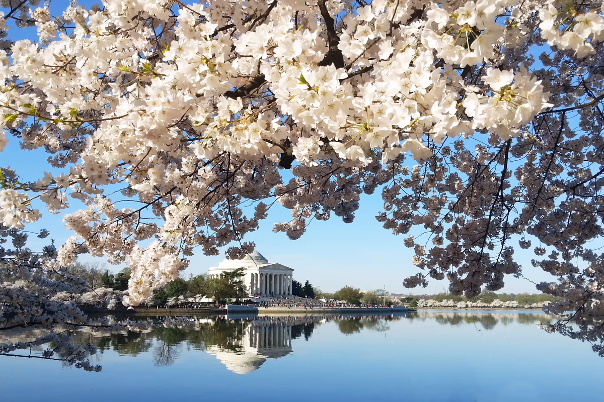 投稿写真：ポトマック河畔の桜