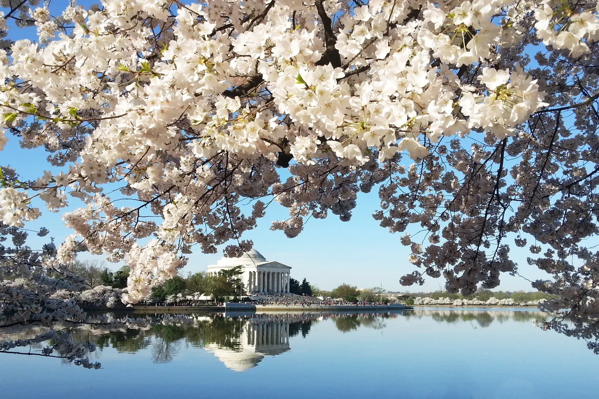 投稿写真：ポトマック河畔の桜