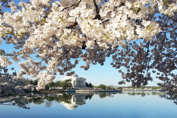 投稿：ポトマック河畔の桜