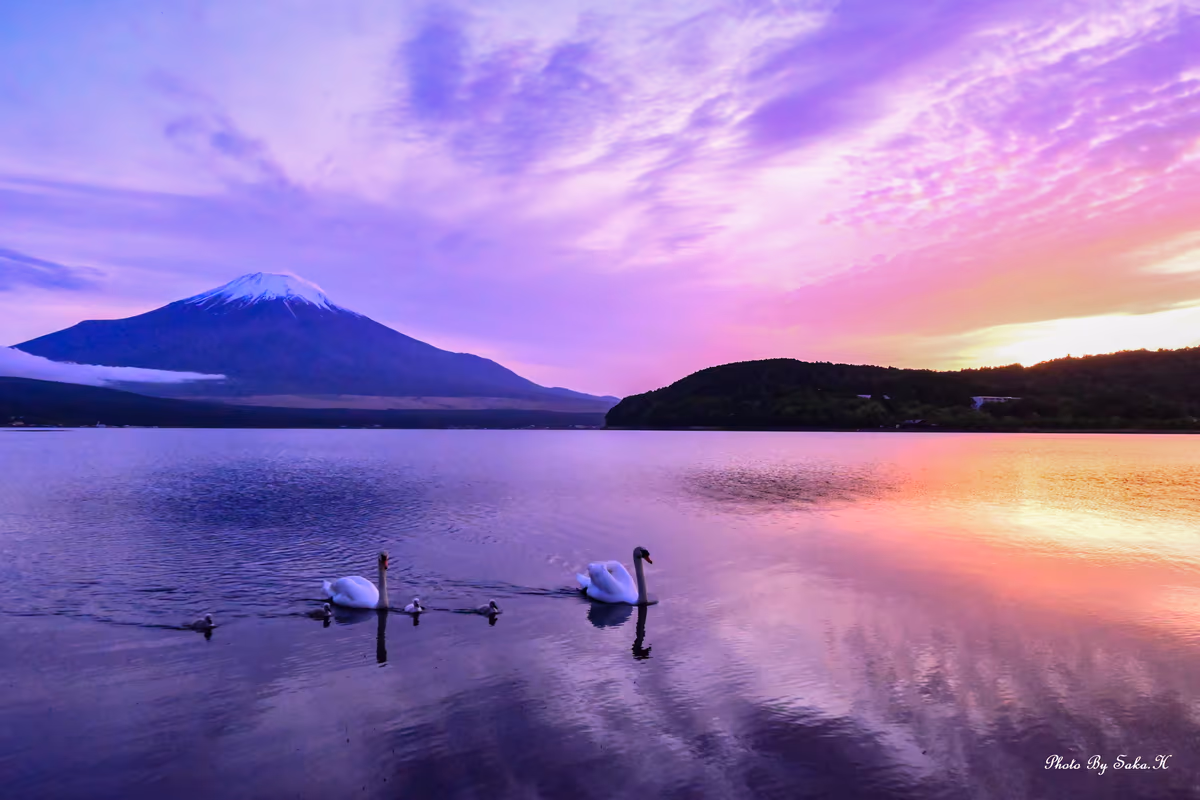 投稿写真：４羽のヒナとともに