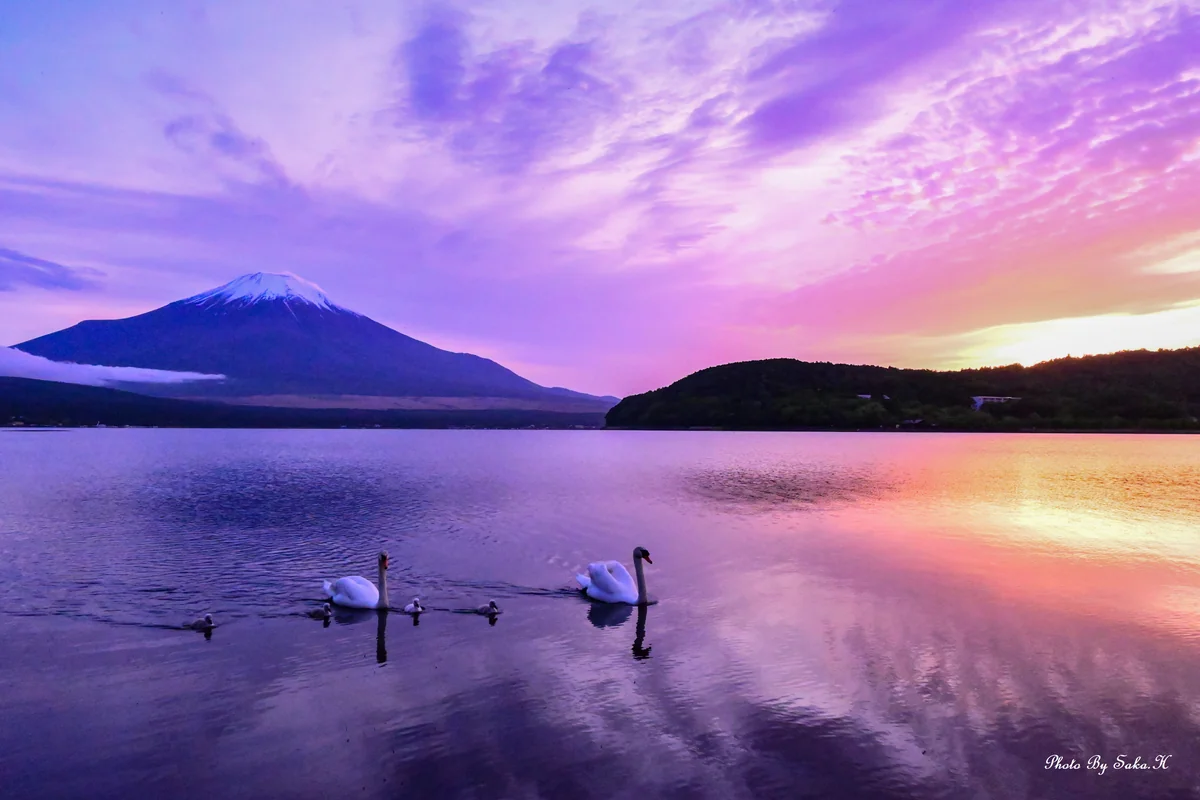 投稿写真：４羽のヒナとともに