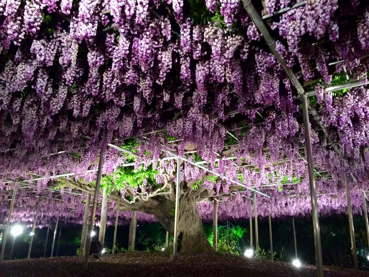 投稿写真：大藤