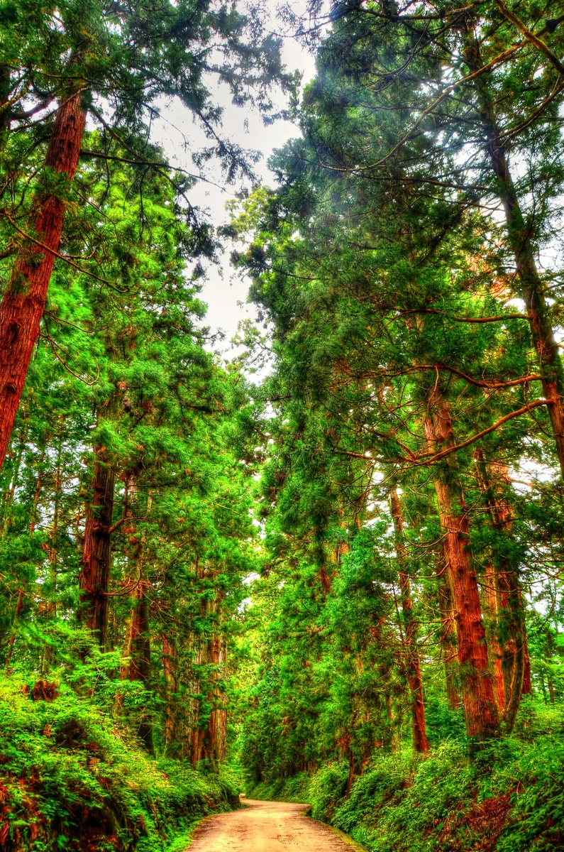 投稿写真：日光街道　杉並木道