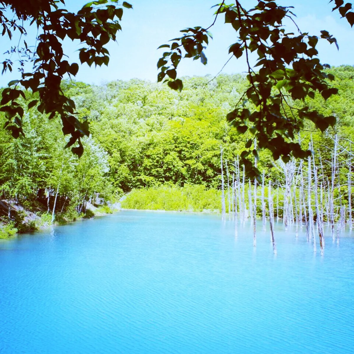 投稿写真：青い池