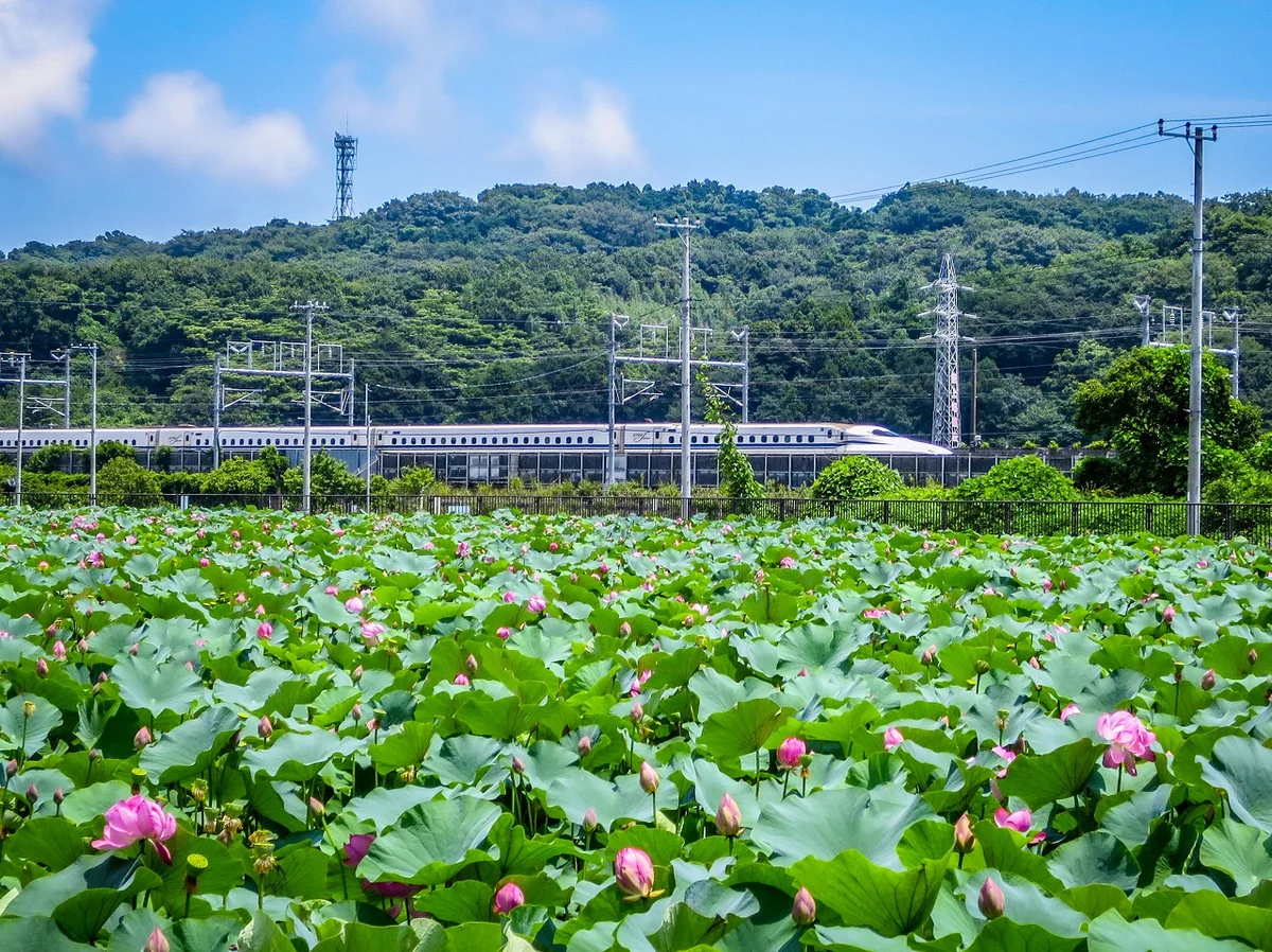 投稿写真：ハスの花と東海道新幹線N700S