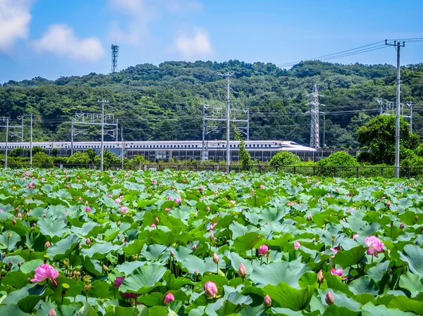 投稿：ハスの花と東海道新幹線N700S