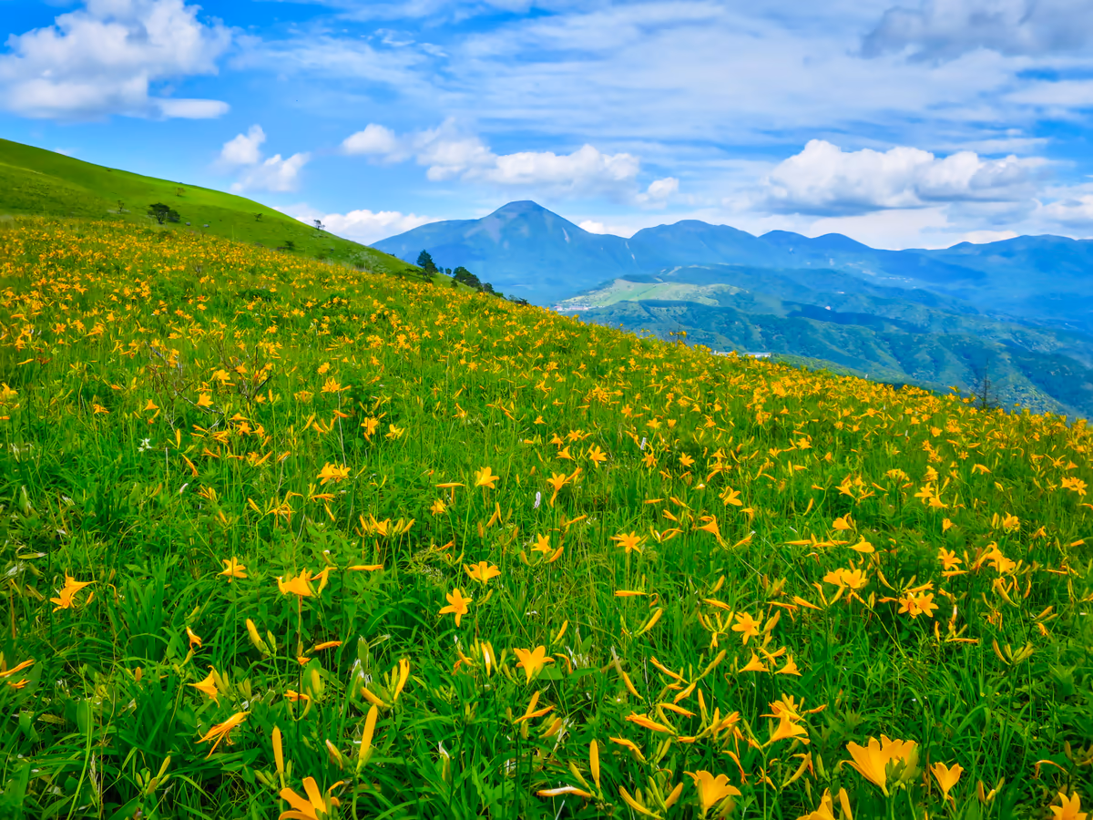 投稿写真：一面のニッコウキスゲと蓼科山