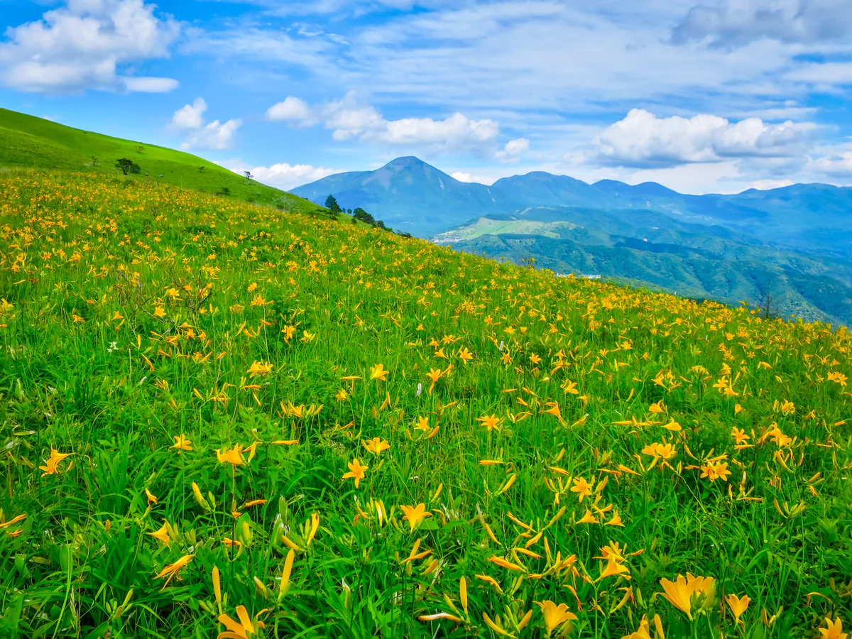 投稿写真：一面のニッコウキスゲと蓼科山