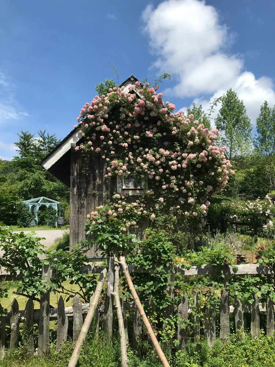 投稿写真：可愛すぎるWC