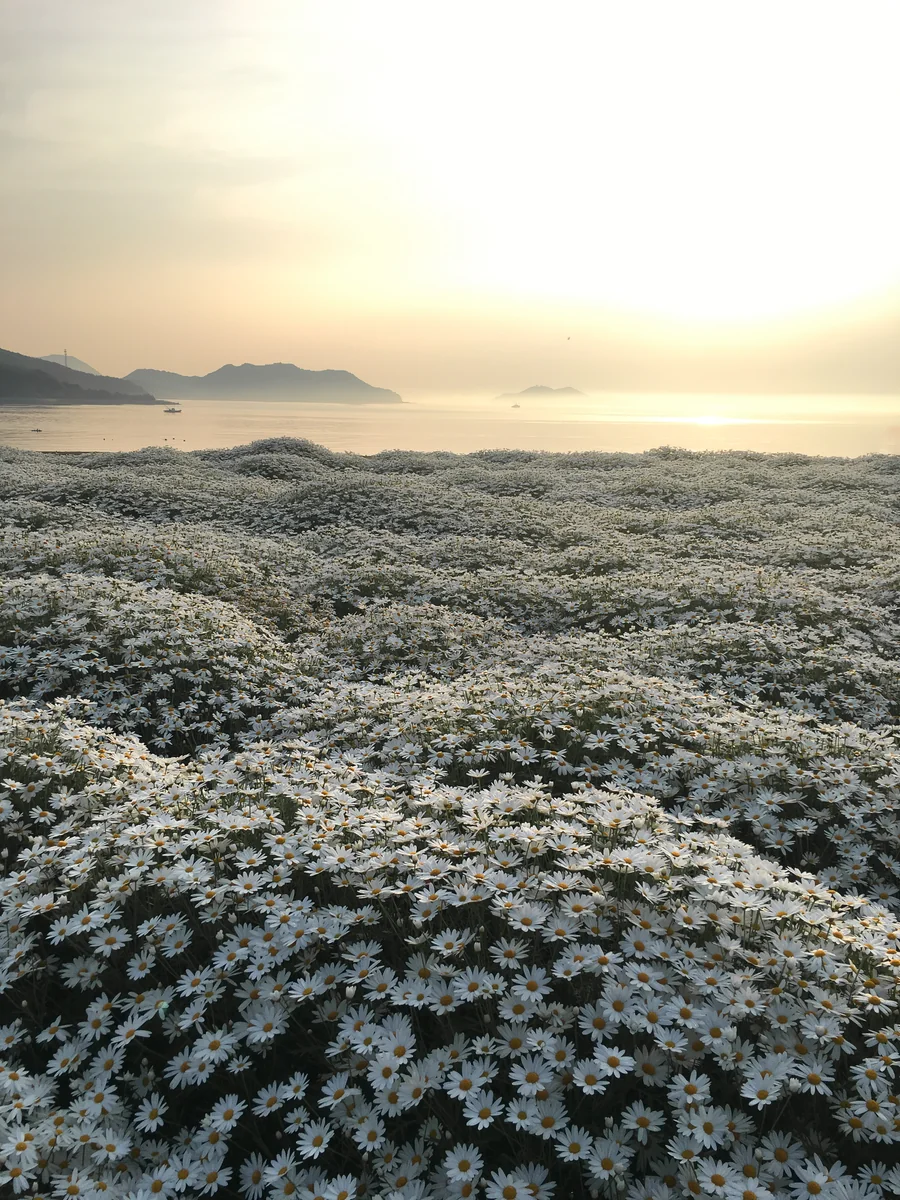 投稿写真：金色の夜明け