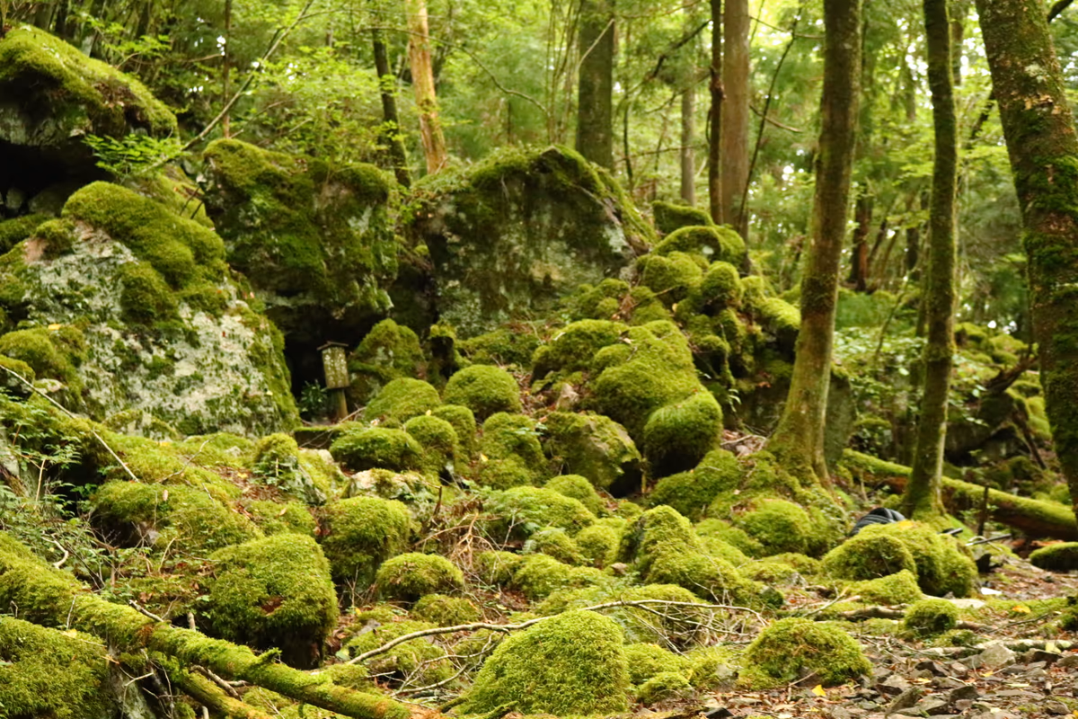 投稿写真：もののけの森