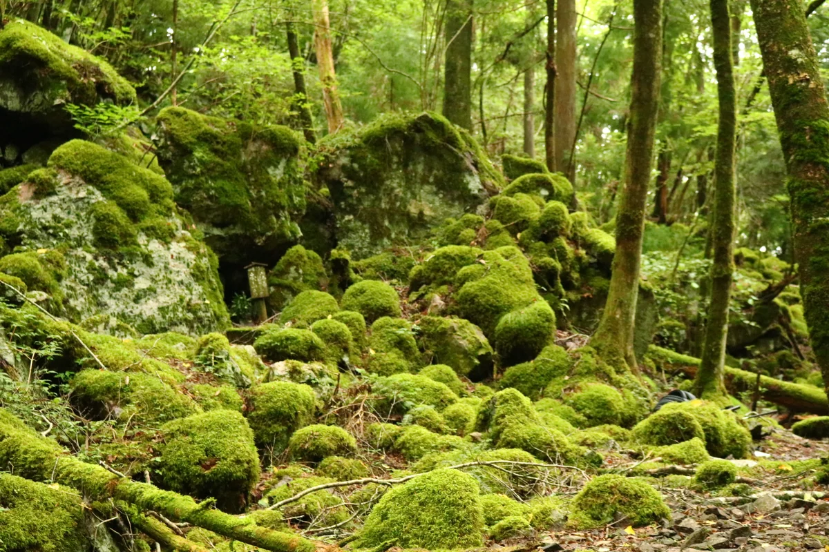 投稿写真：もののけの森