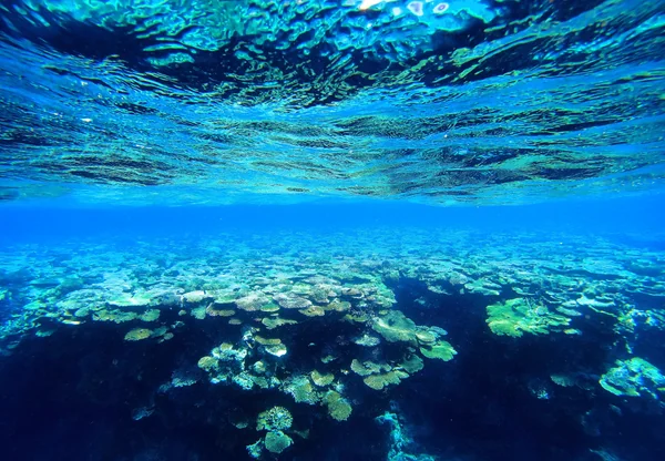 投稿：蒼の世界