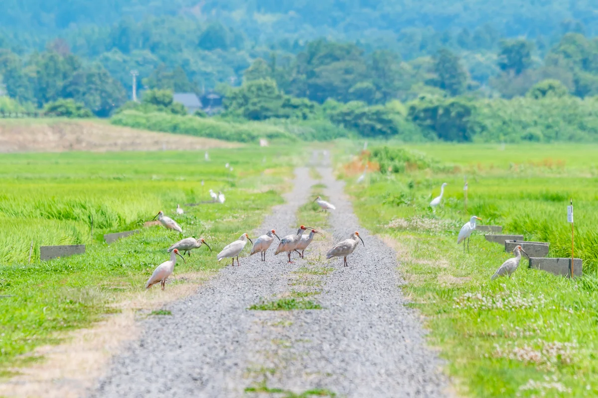 投稿写真：自然放鳥されたトキがいる田んぼ（佐渡島）