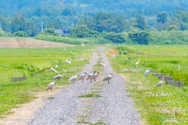 投稿：自然放鳥されたトキがいる田んぼ（佐渡島）