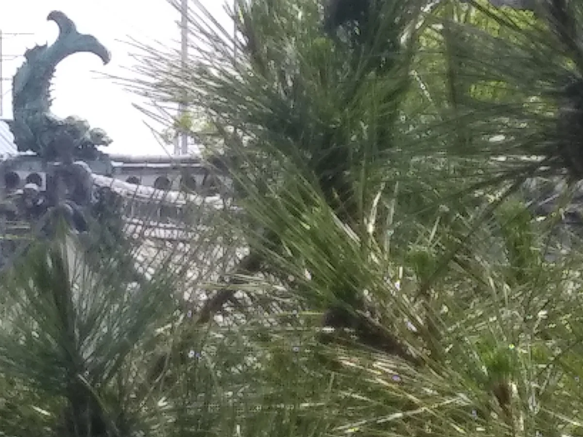 投稿写真：鯱鉾アップ