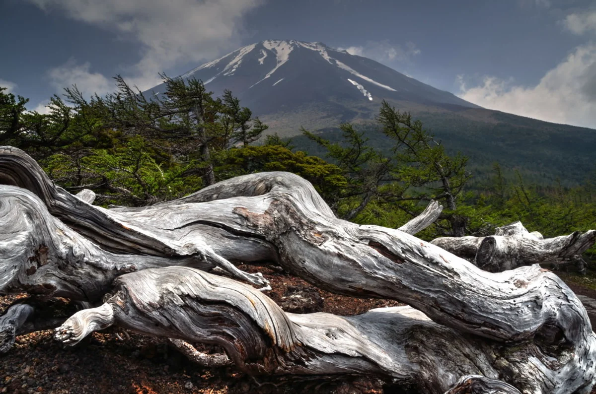 投稿写真：白骨