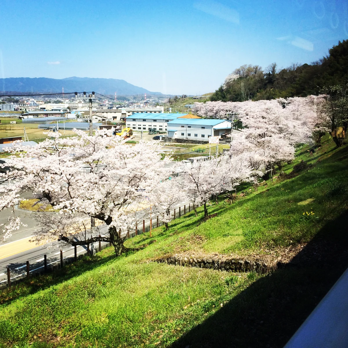 投稿写真：南海高野線 九度山駅〜学文路駅沿線の桜並木