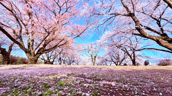 投稿：大草城址公園 桜