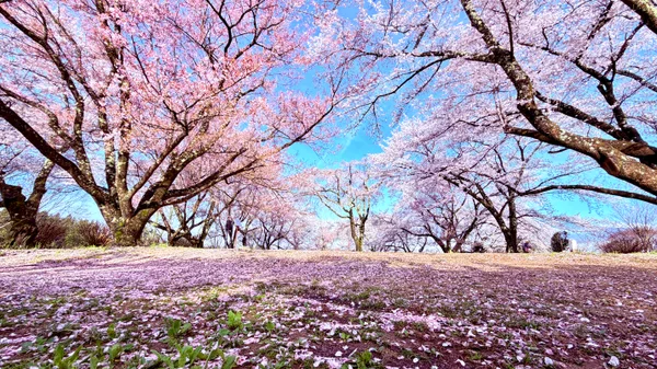 投稿：大草城址公園 桜