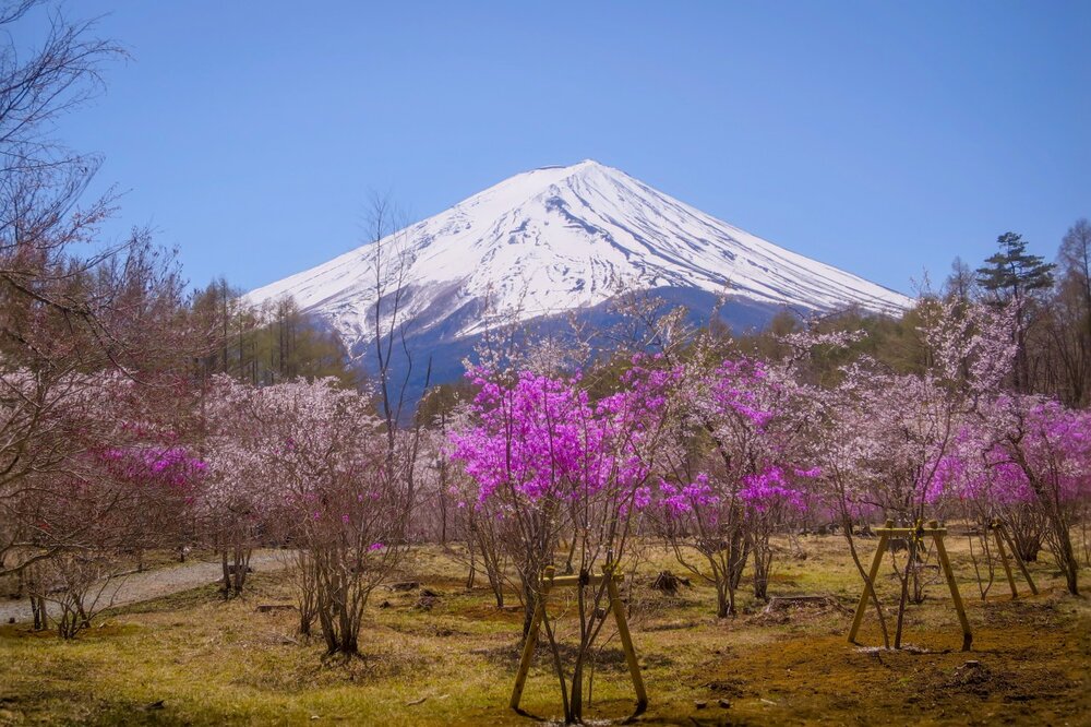 投稿写真：ミツバツツジと富士桜と富士山